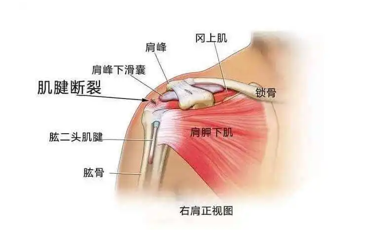 邵陽創(chuàng)傷骨科,邵陽風濕病區(qū),邵陽骨質(zhì)增生,邵陽關節(jié)病區(qū),邵陽頸椎病區(qū)